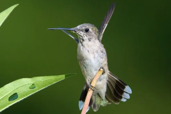 Hummingbird Migration